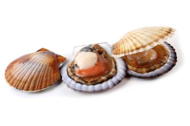 Scallops beyaz üzerine izole