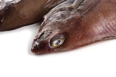 Düz başlı taban (Hipoglossoides elassodon) beyaz üzerinde izole