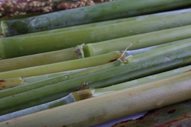 Şeker kamışı arka plandadır. Şeker üretimi