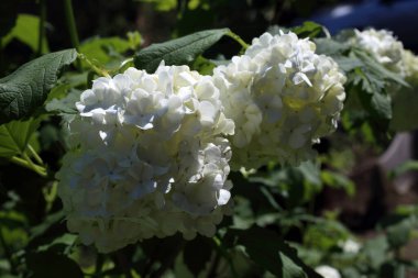 Buldenezh çiçeği. Beyaz çiçekler