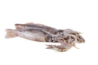 Kalamarlar beyaz üzerine izole edilmiş