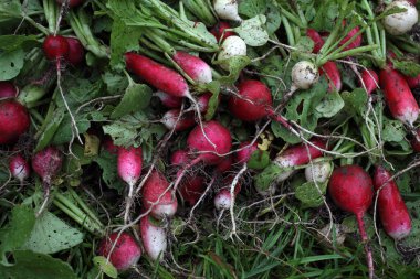 Taze olgun turplara yakın.