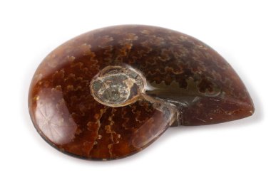 Beyaz üzerine izole edilmiş ammonit