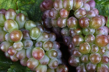 Akçaağaç yapraklarındaki taze üzümler