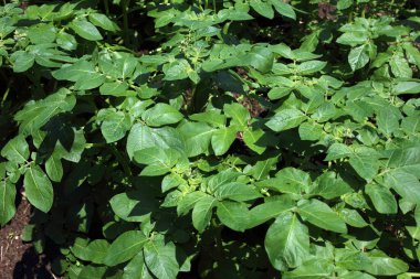 Patates yetiştiriyorum. Sahada patates hasadı