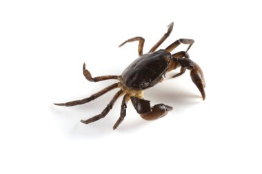 Büyük pençeli küçük yengeç