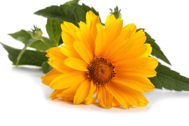 Sarı papatya çayı beyazda izole edilmiş.