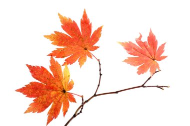 sonbahar yaprakları beyaz arkaplanda izole