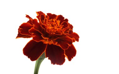 Marigold çiçeği beyaz arkaplanda izole edilmiş.