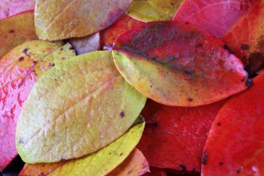 Düşen sonbahar yapraklarını kapatın.