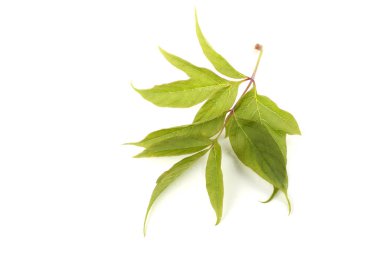 Kül yapraklı akçaağaç yaprağı (acer negundo)