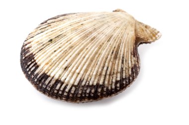 Scallops beyaz üzerine izole
