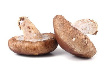 Beyaz arka planda izole edilmiş Şiitake mantarları