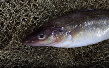 İnternette safran morina balığı