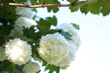 Buldenezh çiçeği. Beyaz çiçekler