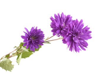 Beyaz üzerine izole edilmiş mor astörler.