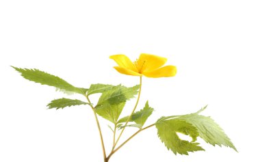 Çiçeklerin yakın plan görüntüsü