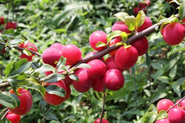 Olgun taze erikler. görünümü kapat