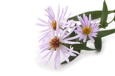 Beyazlar üzerinde izole edilmiş vahşi yıldızlar.