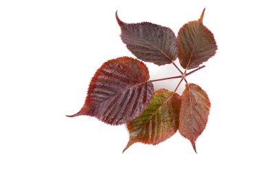 Blackberry 'nin sonbahar yaprakları beyaz arkaplanda