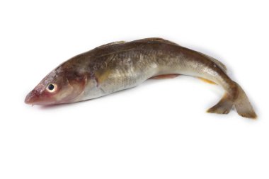 Safran morina balığı beyazda izole edilmiş.