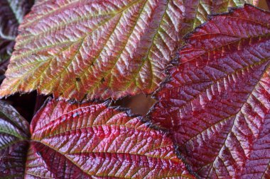 Sonbahar yapraklarının makro çekimi