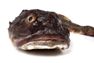 Goby balık portresi beyaz üzerinde izole (sade heykel, Myoxocephalus jaok)