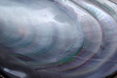 Çoklu renkli midye kabuğu arkaplanı