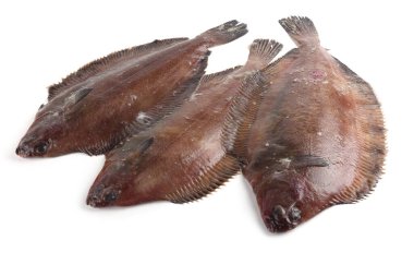 Düz başlı taban (Hipoglossoides elassodon) beyaz üzerinde izole
