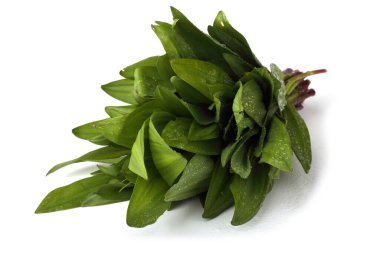 Ramson (Buckram, ayı pırasası, yabani sarımsak, ayı sarımsağı, geniş yapraklı sarımsak, ahşap sarımsak)