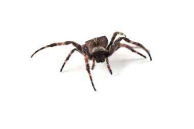 Beyaz üzerine izole edilmiş küre dokumacı örümcek (Araneus ventricosus)