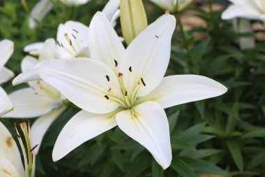 Bahar bahçesinde güzel çiçekler