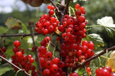 Olgun taze frenk üzümü hasadına yakın.