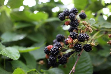 Taze böğürtlen hasadını kapat