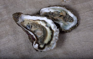 Paketleme üzerine açık istiridye