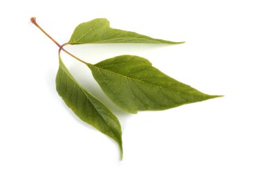 Kül yapraklı akçaağaç yaprağı (acer negundo)