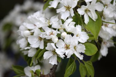 İnanılmaz çiçeklere yakın.