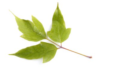 Kül yapraklı akçaağaç yaprağı (acer negundo)