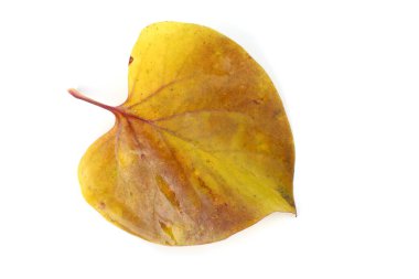 Parlak sonbahar yapraklarını kapatın.