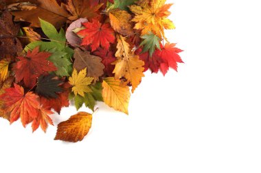 Düşen sonbahar yapraklarını kapatın.