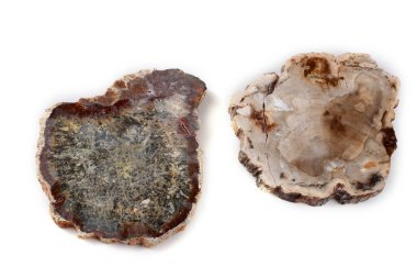 Beyaz üzerine izole edilmiş antik ahşap fosilleri