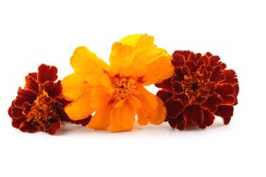 beyaz arkaplanda izole edilmiş kadife çiçekleri