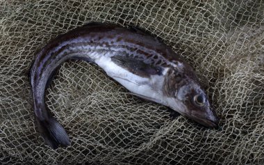 Pollock internette. Yakalayın