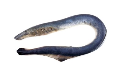 Lamprey balığı. - Vampir. Balık kanı içiyor. Bu balık çok lezzetli.