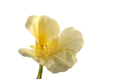 Büyüyen nasturtiyum beyazda izole edilmiş.