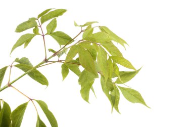 Kül yapraklı akçaağaç dalı (acer negundo)