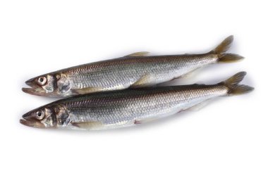 Gökkuşağı eritilmiş (Osmerus mordax) beyaz üzerine izole edilmiş