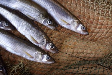 Büyük Pasifik eritilmiş balık ağı (Osmerus mordax)