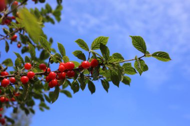 Nanking kiraz ve mavi gökyüzü. Uzak doğu lezzeti