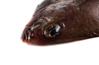 Düz başlı taban (Hipoglossoides elassodon) beyaz üzerinde izole